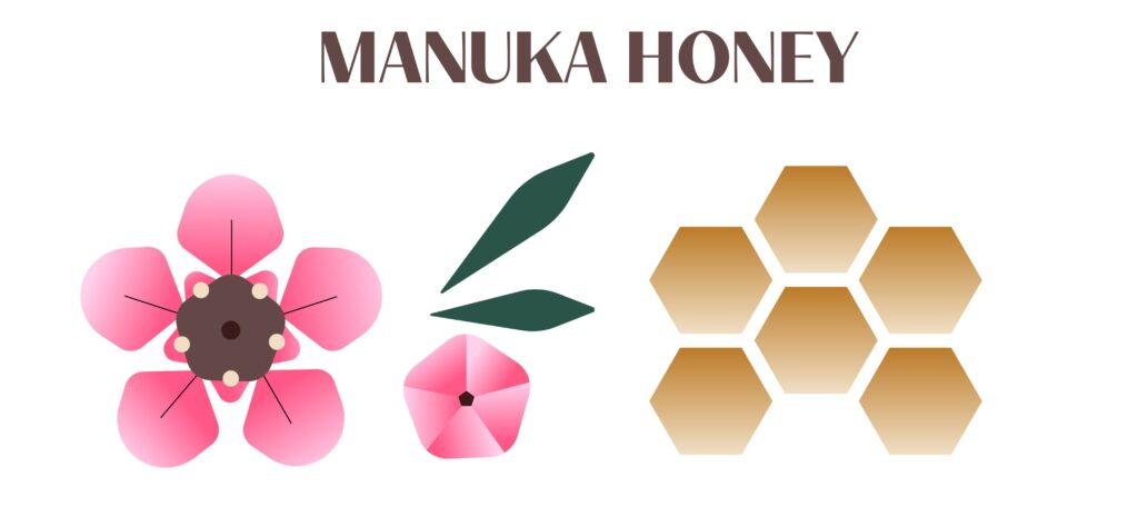 Illustration der Manuka-Blüte und Honigwaben, die die essenziellen Elemente von Manuka Honig darstellen, einem natürlichen Heilmittel aus Neuseeland