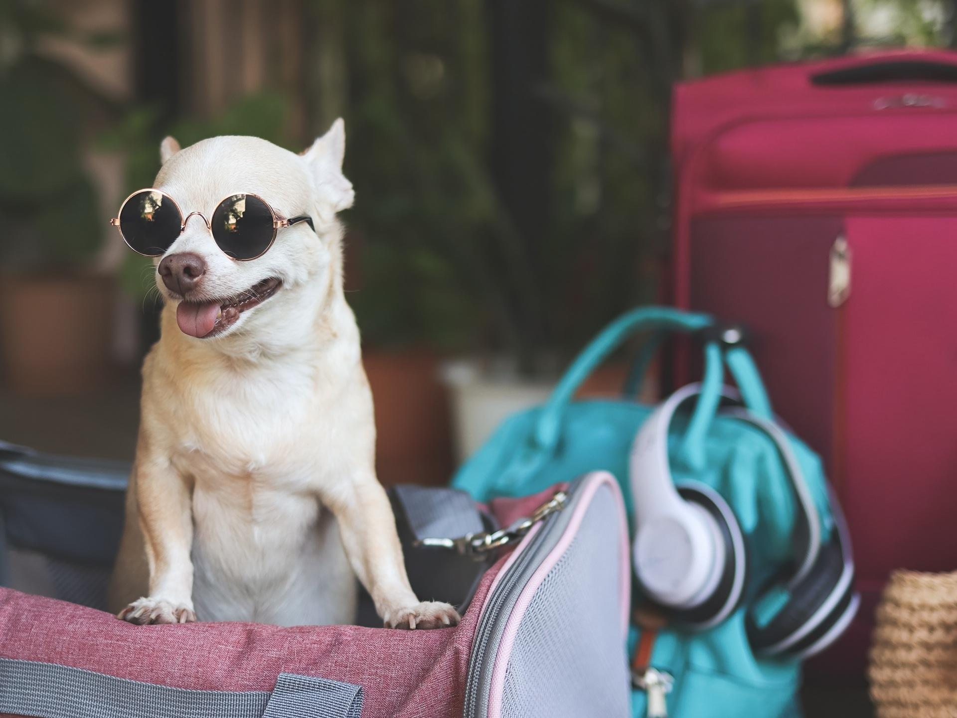 Chihuahua mit Sonnenbrille im Gepäck | Hundeleckerli