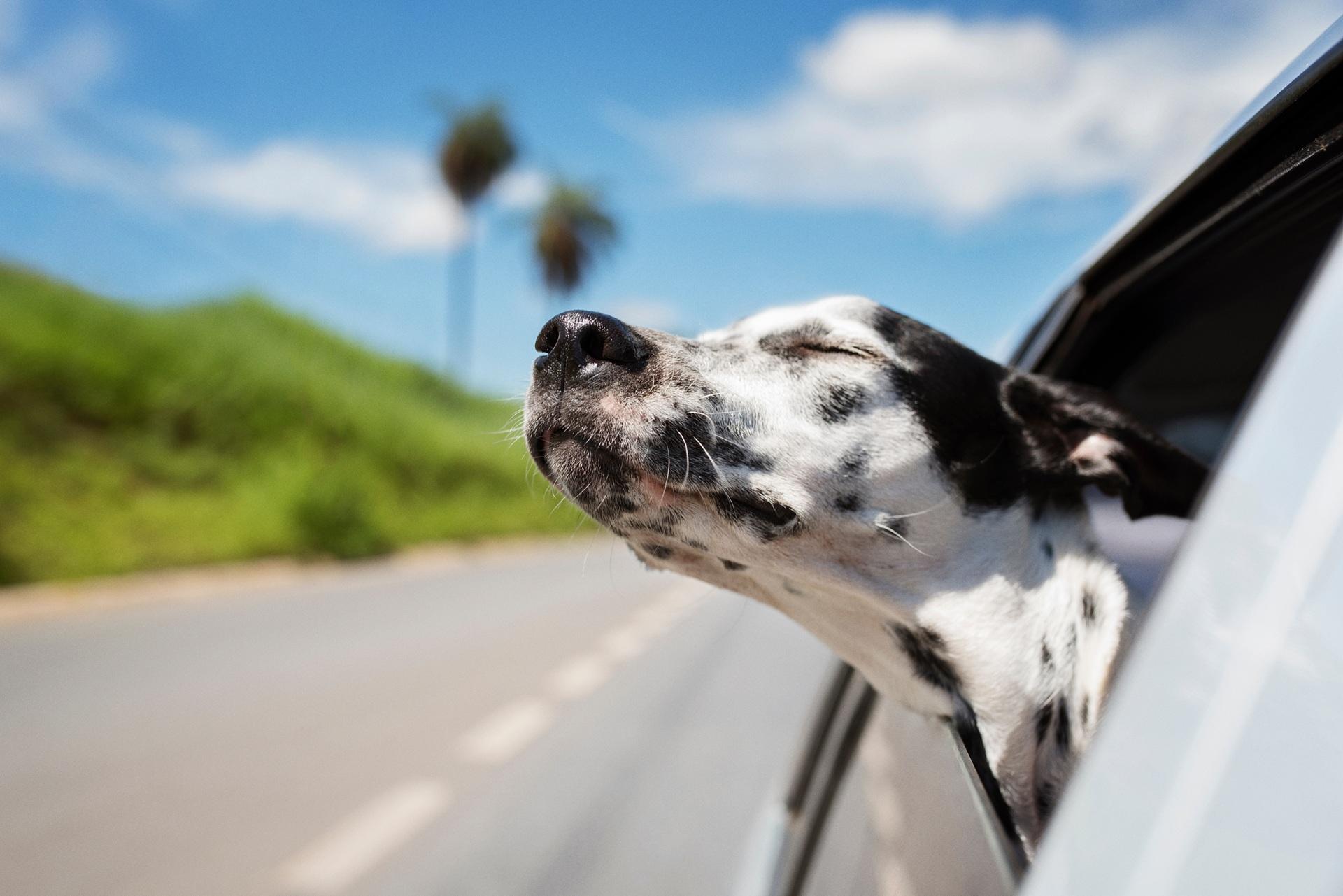 Hund steckt Kopf aus Autofenster | Hundeleckerli