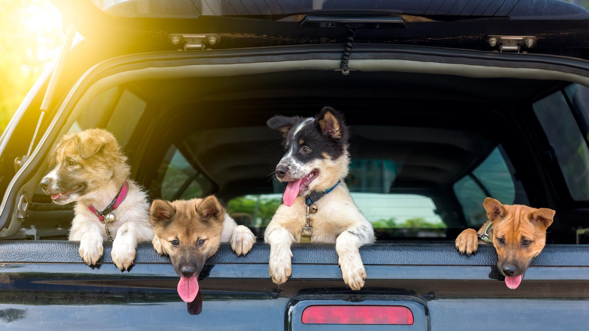 Vier Hunde schauen aus Kofferraum | Hundeleckerli